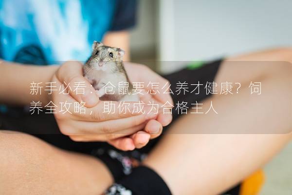 新手必看：仓鼠要怎么养才健康？饲养全攻略，助你成为合格主人