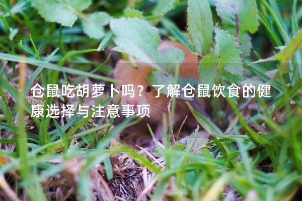 仓鼠吃胡萝卜吗？了解仓鼠饮食的健康选择与注意事项