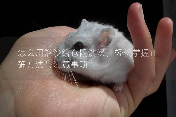 怎么用浴沙给仓鼠洗澡，轻松掌握正确方法与注意事项