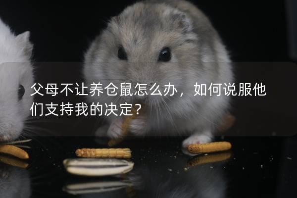 父母不让养仓鼠怎么办，如何说服他们支持我的决定？