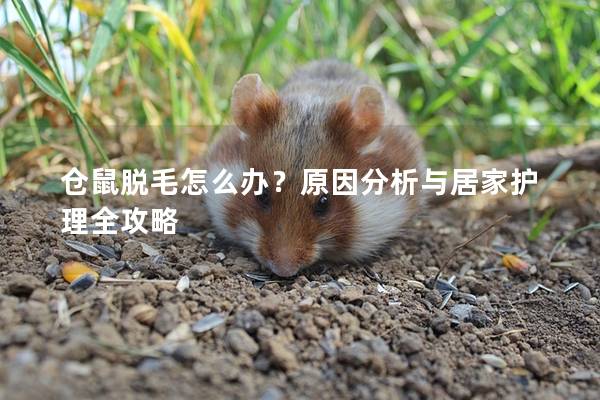 仓鼠脱毛怎么办？原因分析与居家护理全攻略