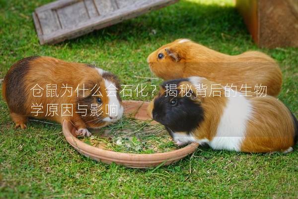 仓鼠为什么会石化？揭秘背后的生物学原因与影响