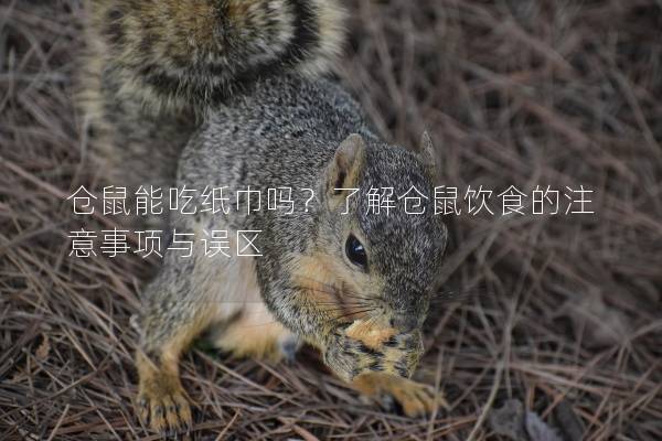 仓鼠能吃纸巾吗？了解仓鼠饮食的注意事项与误区