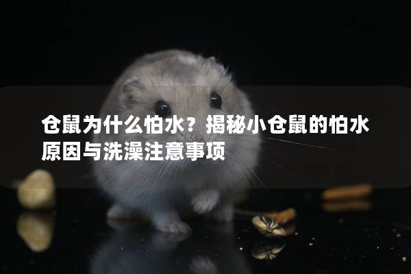 仓鼠为什么怕水？揭秘小仓鼠的怕水原因与洗澡注意事项
