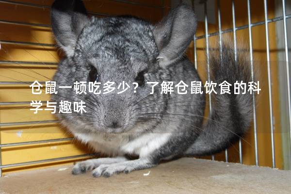 仓鼠一顿吃多少？了解仓鼠饮食的科学与趣味
