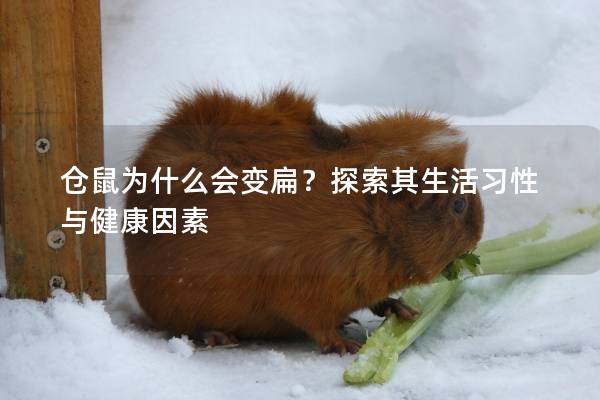 仓鼠为什么会变扁？探索其生活习性与健康因素