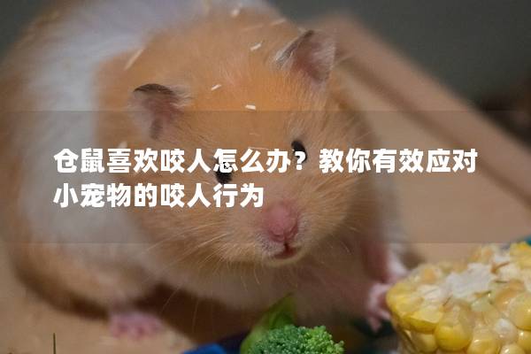 仓鼠喜欢咬人怎么办？教你有效应对小宠物的咬人行为