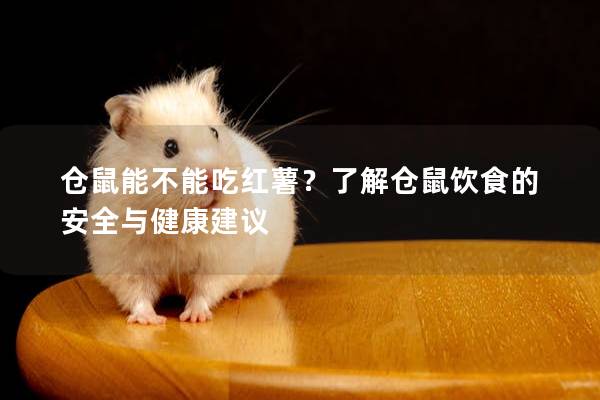 仓鼠能不能吃红薯？了解仓鼠饮食的安全与健康建议