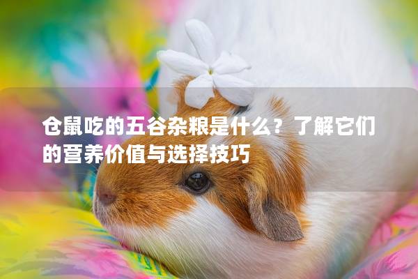 仓鼠吃的五谷杂粮是什么？了解它们的营养价值与选择技巧