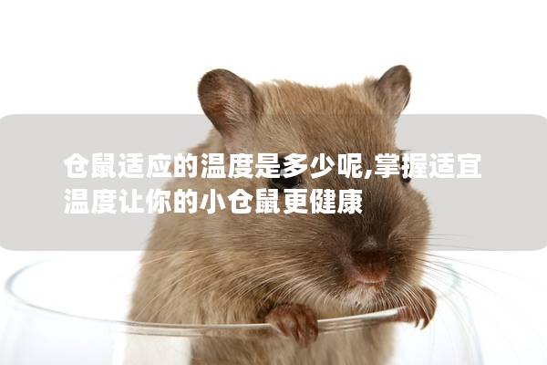 仓鼠适应的温度是多少呢,掌握适宜温度让你的小仓鼠更健康