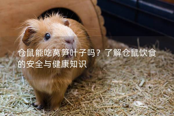 仓鼠能吃莴笋叶子吗？了解仓鼠饮食的安全与健康知识