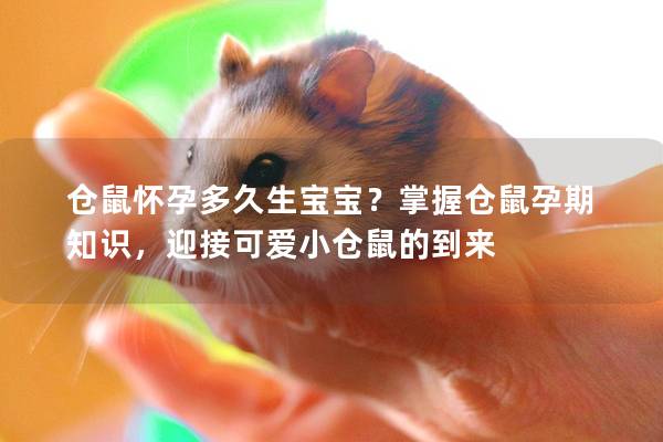 仓鼠怀孕多久生宝宝？掌握仓鼠孕期知识，迎接可爱小仓鼠的到来