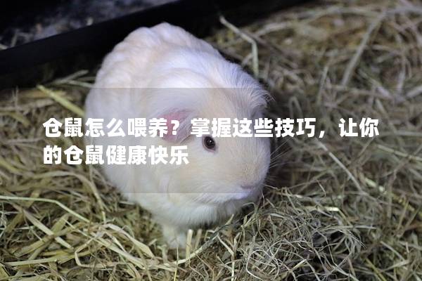 仓鼠怎么喂养？掌握这些技巧，让你的仓鼠健康快乐