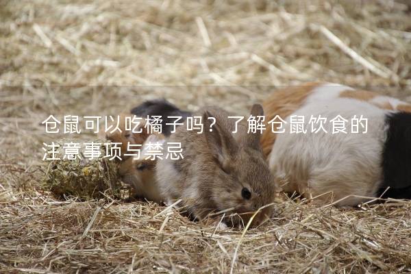 仓鼠可以吃橘子吗？了解仓鼠饮食的注意事项与禁忌