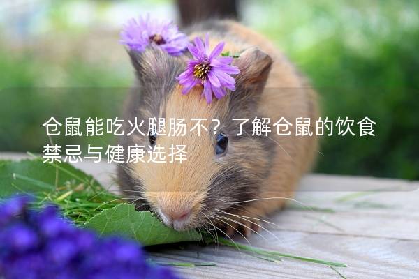 仓鼠能吃火腿肠不？了解仓鼠的饮食禁忌与健康选择