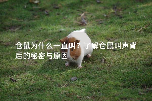 仓鼠为什么一直叫？了解仓鼠叫声背后的秘密与原因