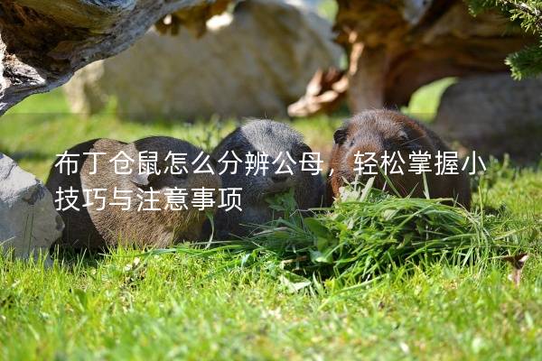 布丁仓鼠怎么分辨公母，轻松掌握小技巧与注意事项