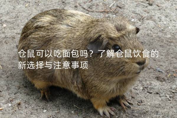 仓鼠可以吃面包吗？了解仓鼠饮食的新选择与注意事项