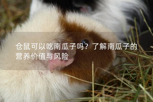 仓鼠可以吃南瓜子吗？了解南瓜子的营养价值与风险