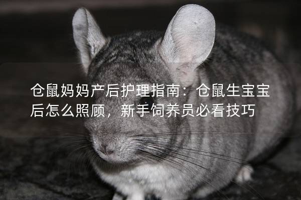 仓鼠妈妈产后护理指南：仓鼠生宝宝后怎么照顾，新手饲养员必看技巧