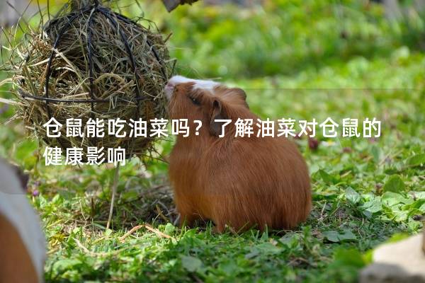 仓鼠能吃油菜吗？了解油菜对仓鼠的健康影响