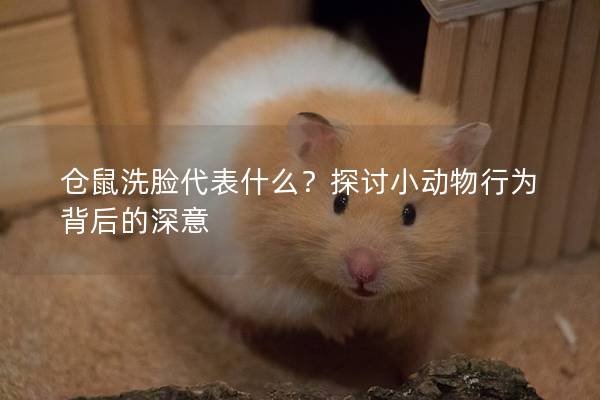 仓鼠洗脸代表什么？探讨小动物行为背后的深意