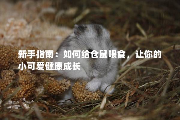 新手指南：如何给仓鼠喂食，让你的小可爱健康成长