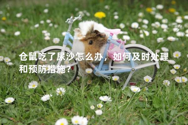 仓鼠吃了尿沙怎么办，如何及时处理和预防措施？