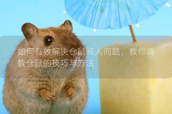 如何有效解决仓鼠咬人问题，教你调教仓鼠的技巧与方法