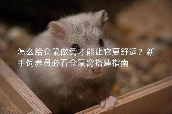 怎么给仓鼠做窝才能让它更舒适？新手饲养员必看仓鼠窝搭建指南