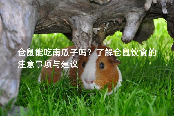 仓鼠能吃南瓜子吗？了解仓鼠饮食的注意事项与建议