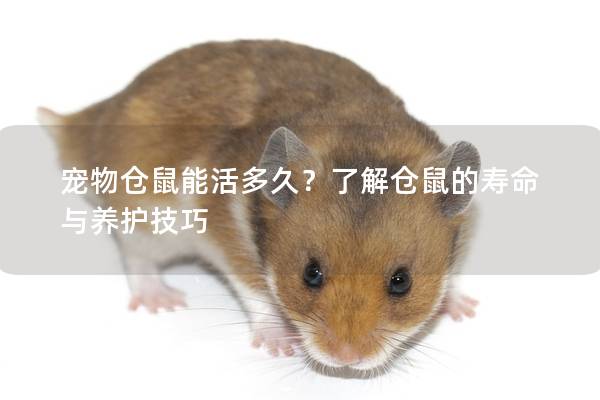 宠物仓鼠能活多久？了解仓鼠的寿命与养护技巧