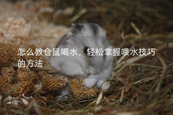 怎么教仓鼠喝水，轻松掌握喂水技巧的方法