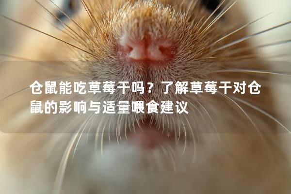 仓鼠能吃草莓干吗？了解草莓干对仓鼠的影响与适量喂食建议