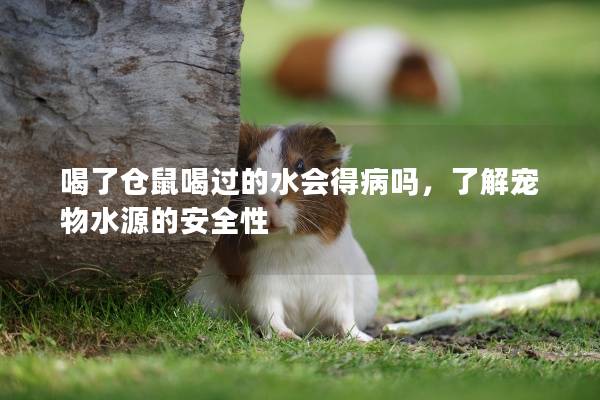 喝了仓鼠喝过的水会得病吗，了解宠物水源的安全性
