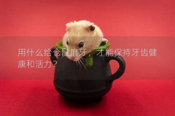 用什么给仓鼠磨牙，才能保持牙齿健康和活力？