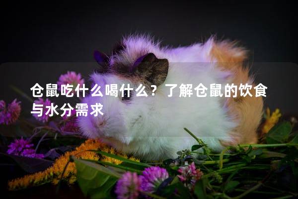仓鼠吃什么喝什么？了解仓鼠的饮食与水分需求