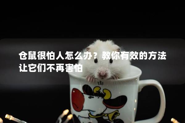 仓鼠很怕人怎么办？教你有效的方法让它们不再害怕