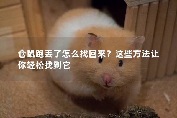 仓鼠跑丢了怎么找回来？这些方法让你轻松找到它