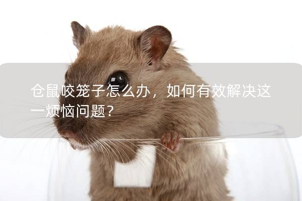 仓鼠咬笼子怎么办，如何有效解决这一烦恼问题？