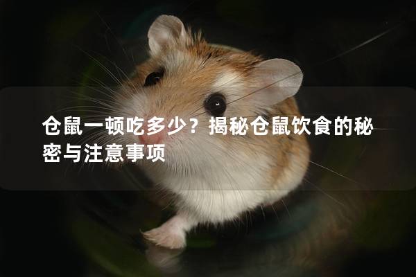 仓鼠一顿吃多少？揭秘仓鼠饮食的秘密与注意事项