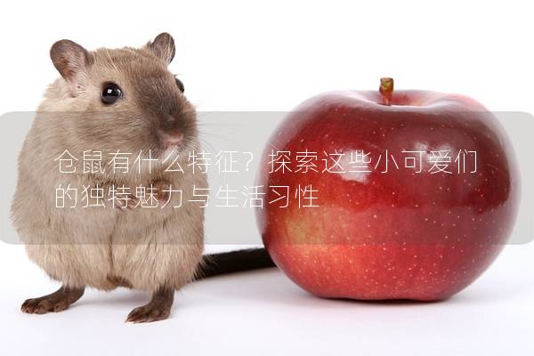 仓鼠有什么特征？探索这些小可爱们的独特魅力与生活习性