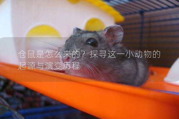 仓鼠是怎么来的？探寻这一小动物的起源与演变历程