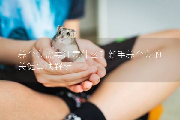 养仓鼠需要注意什么？新手养仓鼠的关键事项解析
