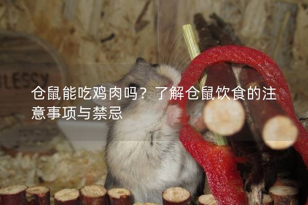 仓鼠能吃鸡肉吗？了解仓鼠饮食的注意事项与禁忌
