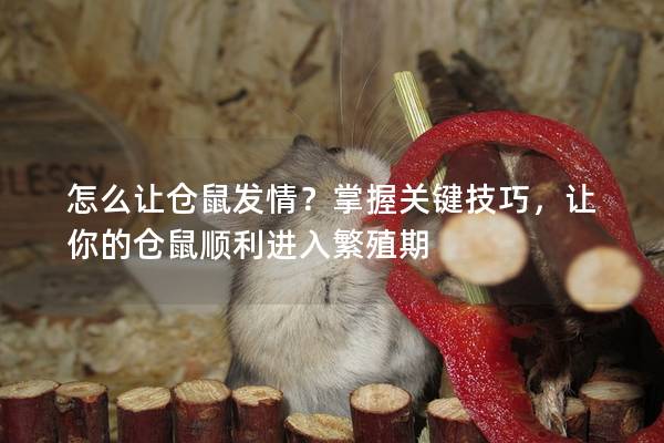 怎么让仓鼠发情？掌握关键技巧，让你的仓鼠顺利进入繁殖期