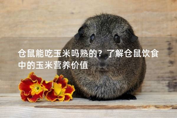 仓鼠能吃玉米吗熟的？了解仓鼠饮食中的玉米营养价值