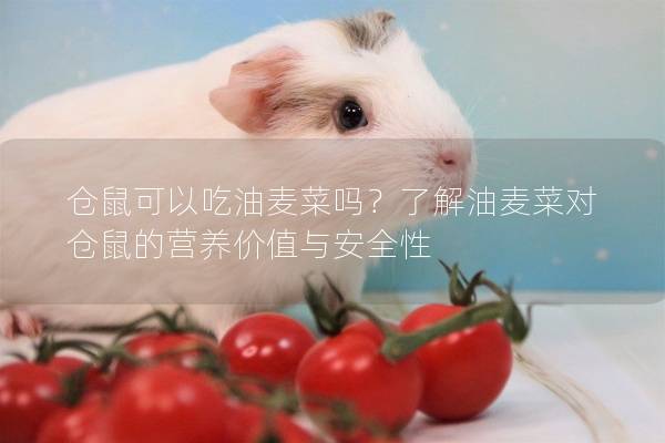 仓鼠可以吃油麦菜吗？了解油麦菜对仓鼠的营养价值与安全性