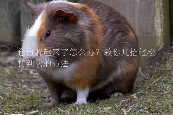 仓鼠躲起来了怎么办？教你几招轻松找到它的方法
