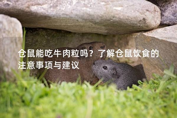 仓鼠能吃牛肉粒吗？了解仓鼠饮食的注意事项与建议